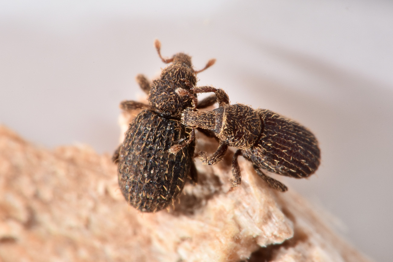 Curculionidae: Echinomorphus ravouxi